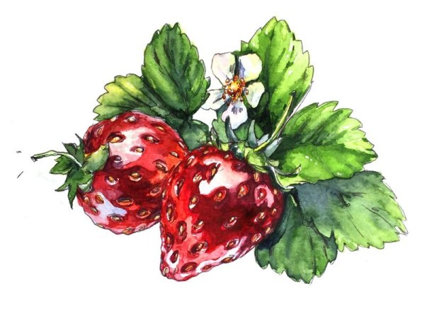 Клубника рисунок акварелью