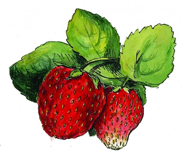 Клубника в иллюстраторе