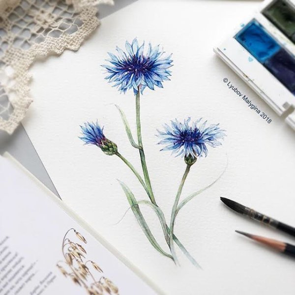 Ботаническая иллюстрация Василек акварель