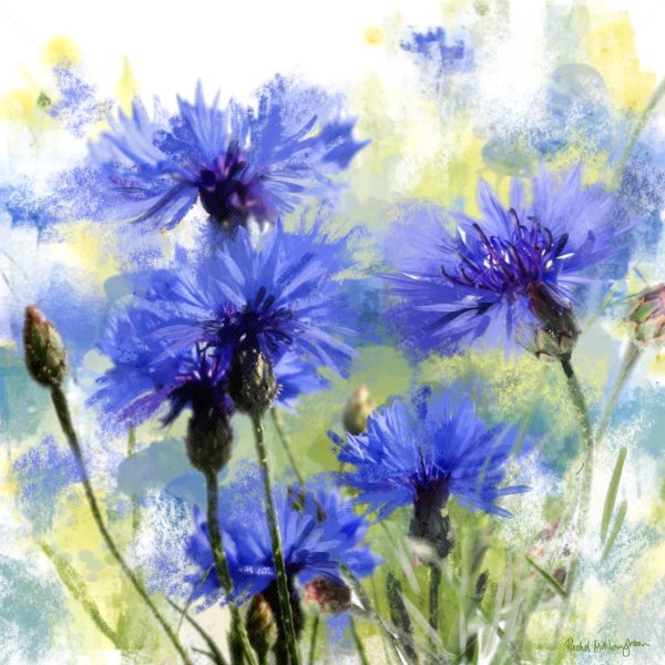 Rachel MCNAUGHTON акварель