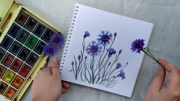 Васильки акварелью для начинающих