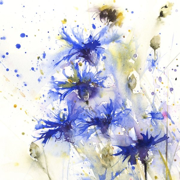 Ботаническая иллюстрация Василек акварель