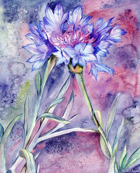 Рисуем васильки акварелью