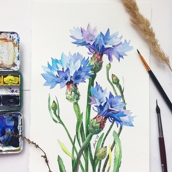 Рисуем васильки акварелью