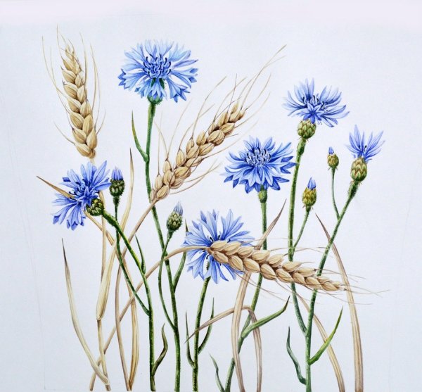 Васильки Графика