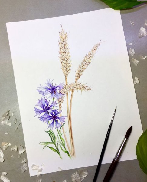 Полевые цветы акварелью
