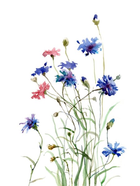Ботаническая иллюстрация Василек акварель