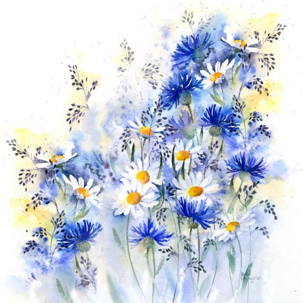 Петр Трегуб васильки