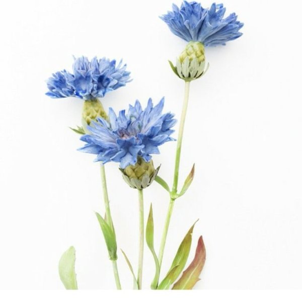 Акварель цветы васильки