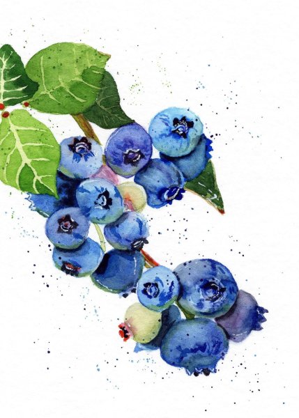 Черника рисунок