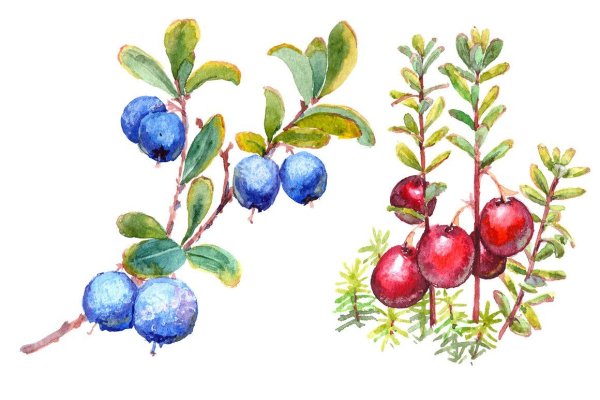 Акварельные ягодки