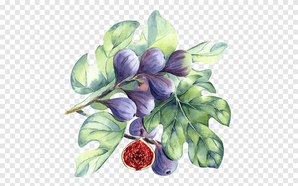 Инжир акварелью