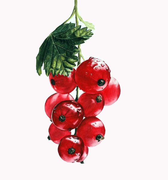 Смородина акварель