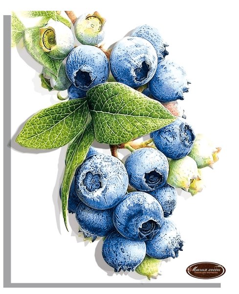 Голубика Ботаническая иллюстрация