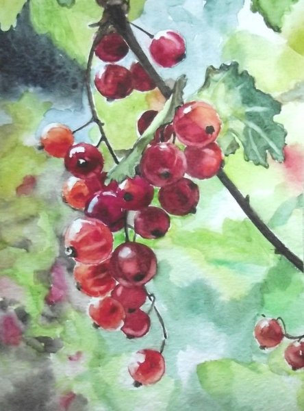 Крыжовник акварелью Андрияка
