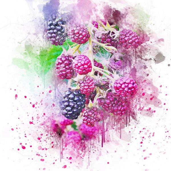 Ежевика акварель