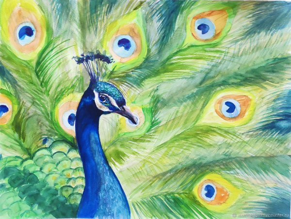 Павлин акварелью