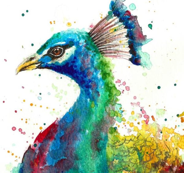 Павлин акварелью