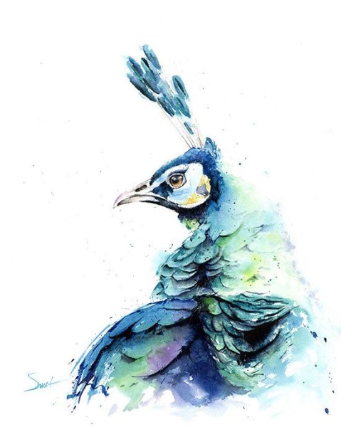 Голубь с зажмуренными глазами в стиле скетчинг