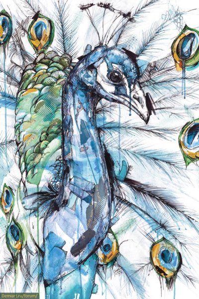 Павлин рисунки художников акварель