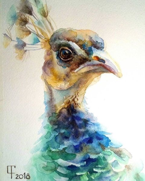 Акварель павлина куаркова