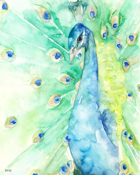 Павлин скетч