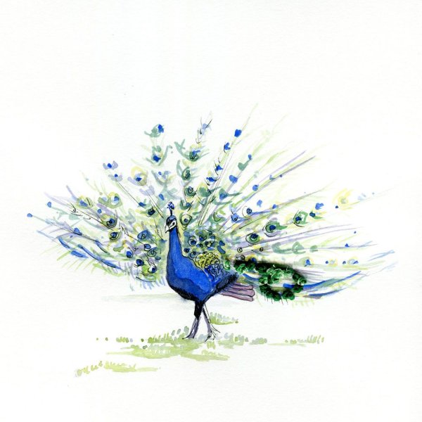 Рисунки акварелью