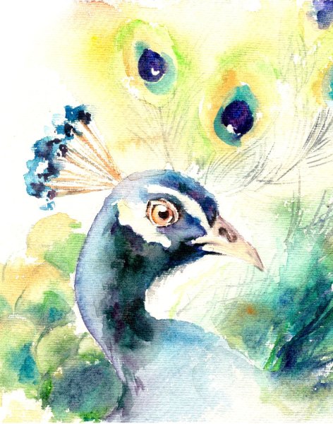 Павлин акварелью