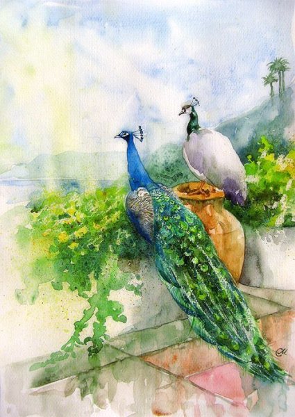 Павлинье перо акварель