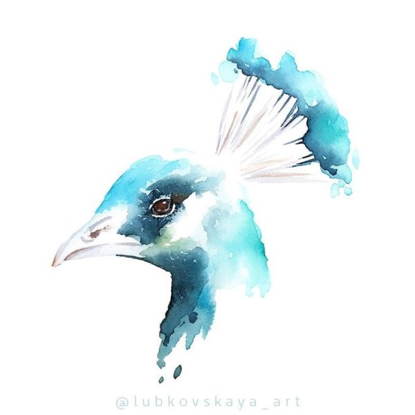 Перо Жар птицы акварель