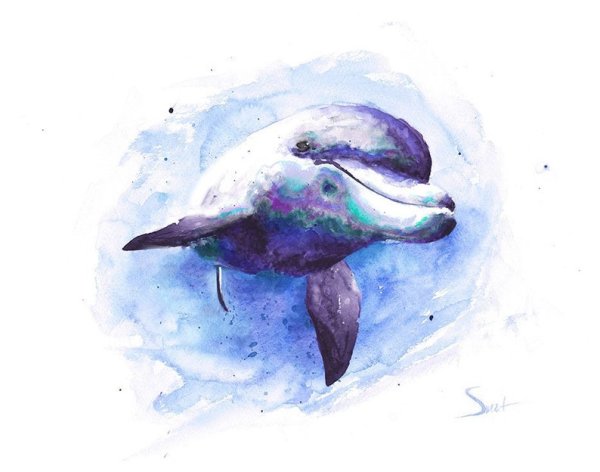 Дельфин акварелью