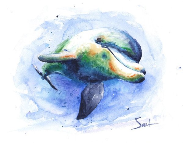 Дельфин акварелью