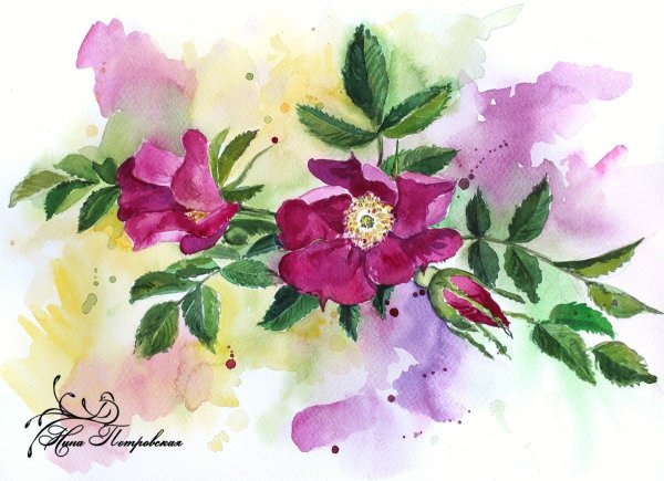 Нарисовать шиповник акварелью