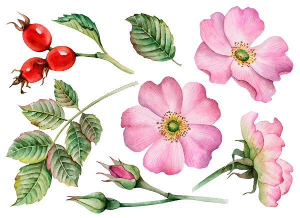 Куст шиповника рисунок