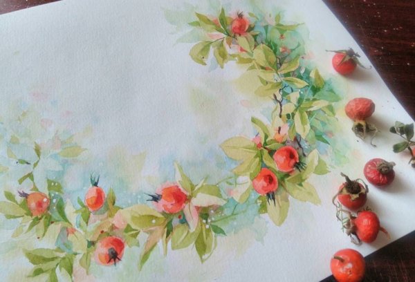 Шиповник акварель