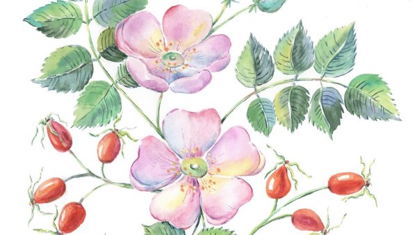 Бутоны шиповника акварелью