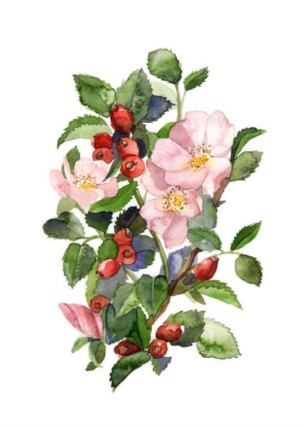 Ветка шиповника акварель