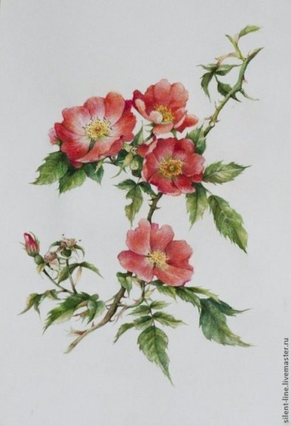 Цветы шиповника акварель
