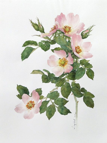 Художник Антонио Морано веточка шиповника