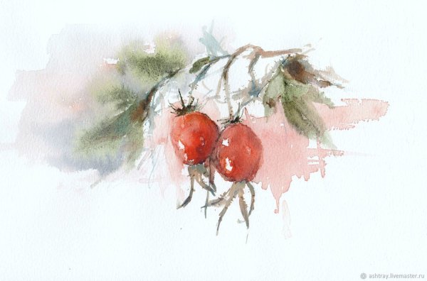 Ветка шиповника акварель