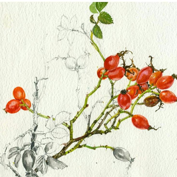 Шиповник Ботаническая акварель