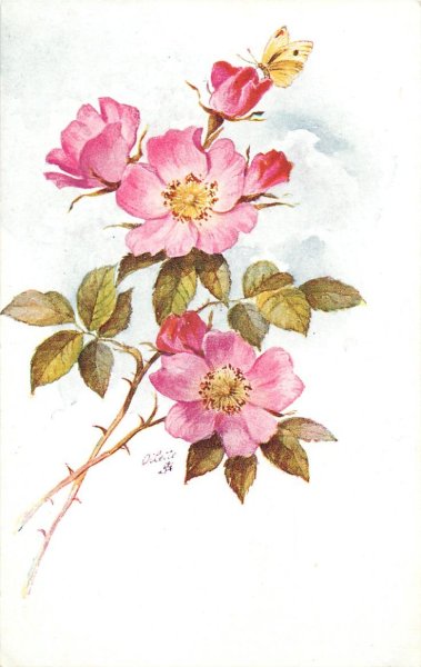 Шиповник Ботанический рисунок