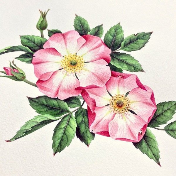 Цветы шиповника акварель