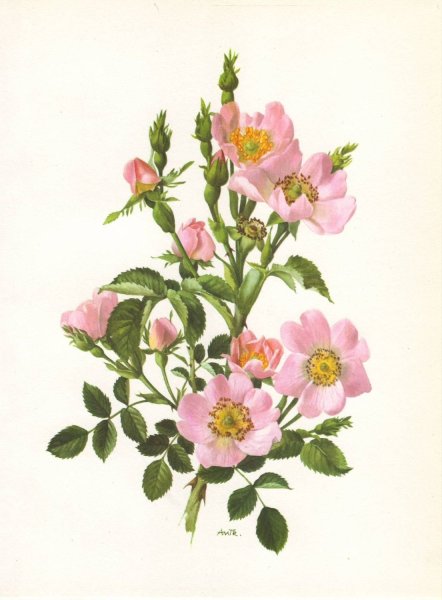 Rosa Canina Botanical illustration