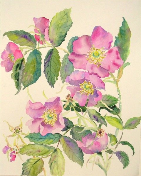 Куст шиповника акварель