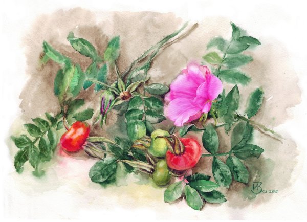 Шиповник Aquarelle