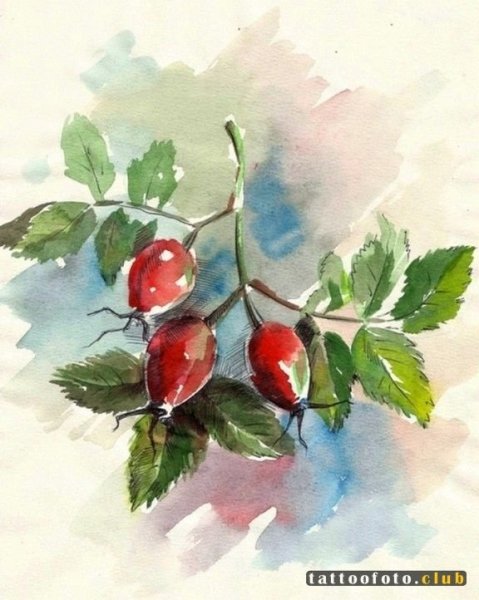 Этюды пленэр акварель ягоды