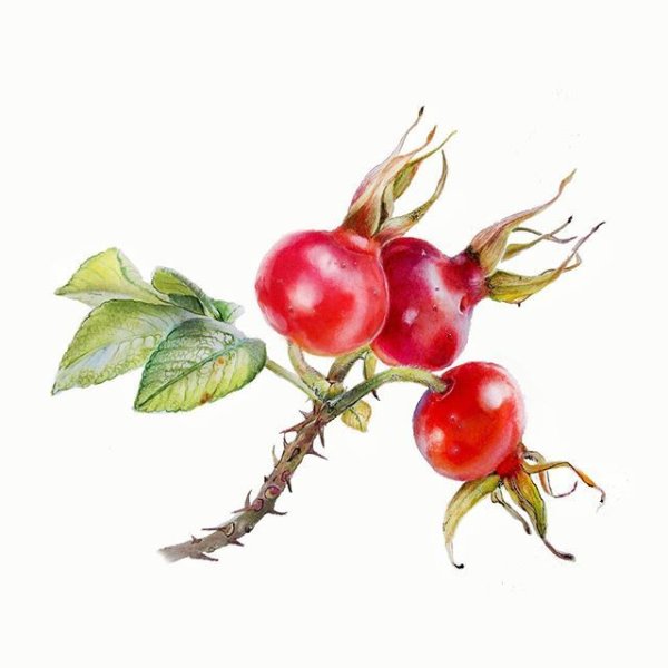 Ягоды шиповника акварель