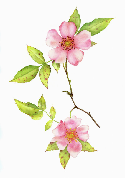 Цветы шиповника акварель