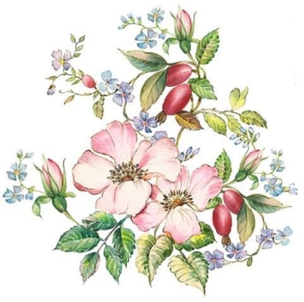 Цветы шиповника Ботаническая иллюстрация